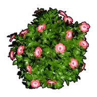 Faux Flowering Bush A building icon